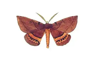 Chelepteryx chalepteryx