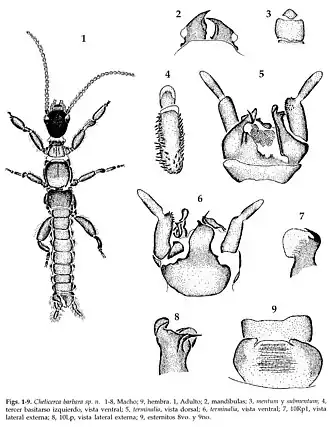 Anisembiidae