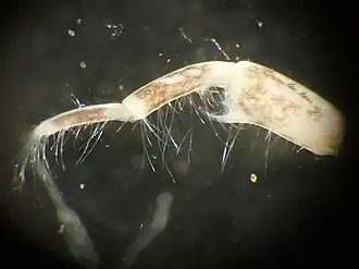 Kaspische slijkgarnaal