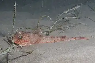 Chelidonichthys obscurus