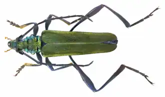 Chelidonium purpureipes