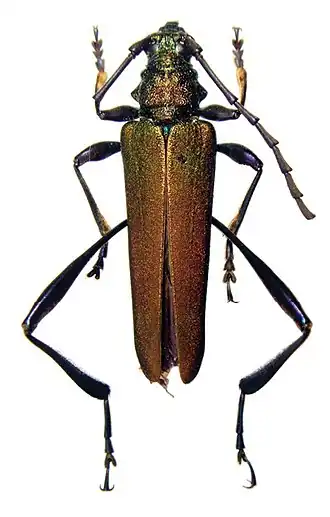 Chelidonium violaceimembris