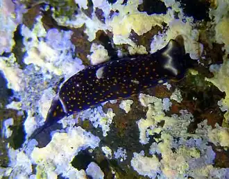 Chelidonura fulvipunctata