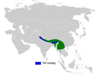 Geelbuikwaaierstaart