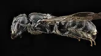 Chelostoma philadelphi