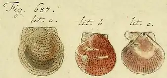 Delectopecten vitreus