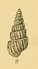 Turbonilla jeffreysii