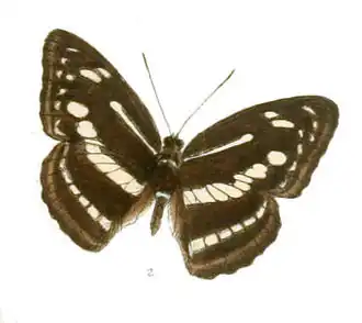 Athyma pravara