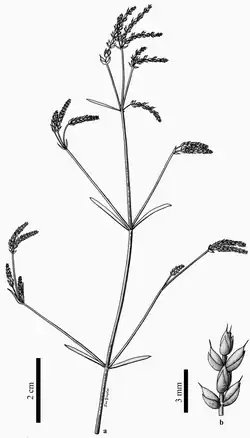 Chengia, vrouwelijke reproductieve pluim (B)