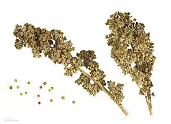 Chenopodium quinoa 'Red Faro'