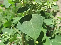 Bloeiwijze in bladoksel