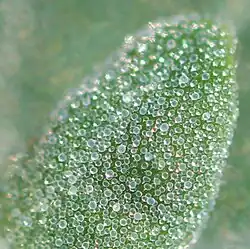 Blad met haarblaasjes