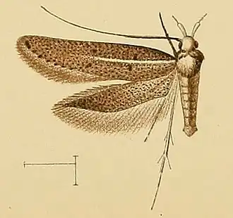 Chersogenes victimella