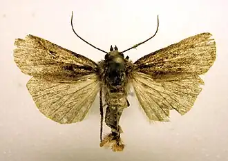 Chersotis andereggii