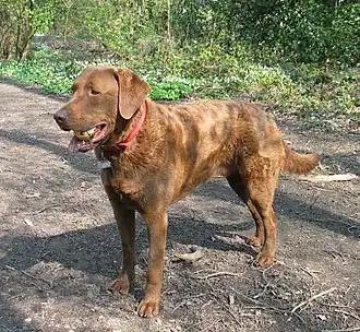 Chesapeake Bayretriever
