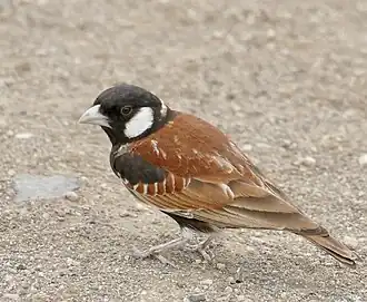 Bruinrugvinkleeuwerik