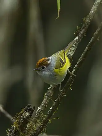 Kastanjekopboszanger