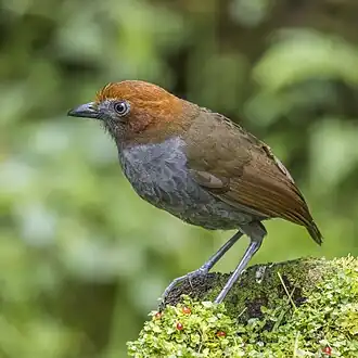 Roodnekmierpitta
