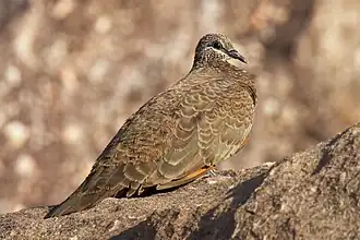 Roodvleugelkwartelduif