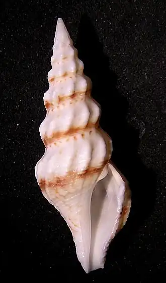 Cheungbeia mindanensis