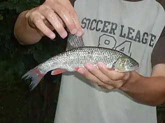 Squalius cephaloides