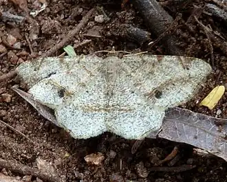 Chiasmia brongusaria