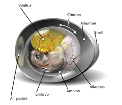 Kippenei op de negende dag na de bevruchting