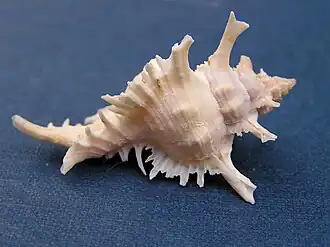 Chicoreus damicornis