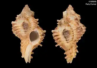 Chicoreus elisae