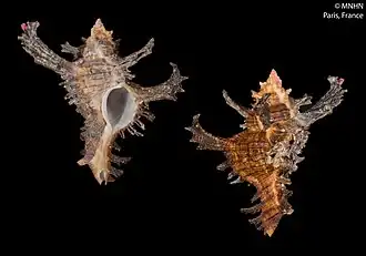 Chicoreus felicitatis