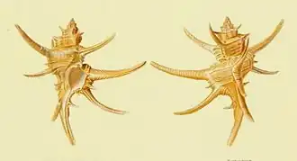 Chicoreus longicornis