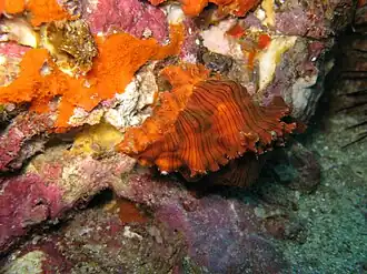 Chicoreus microphyllus