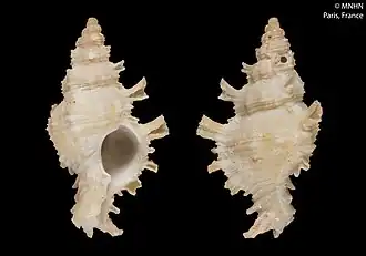 Chicoreus paucifrondosus