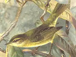 Tjiftjaf (Phylloscopus collibita)