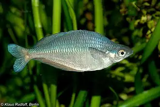 Chilatherina sentaniensis