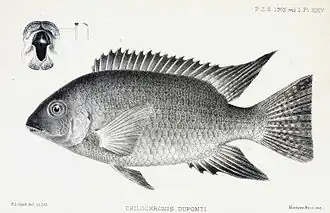 Chilochromis