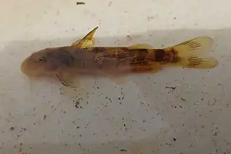 Chiloglanis bifurcus