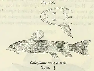 Chiloglanis cameronensis