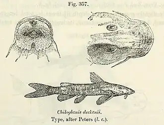Chiloglanis deckenii