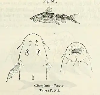 Chiloglanis niloticus