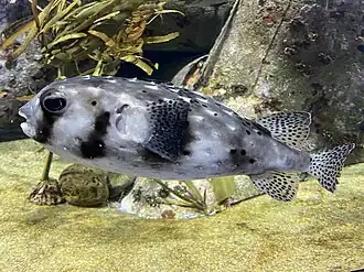 Chilomycterus reticulatus