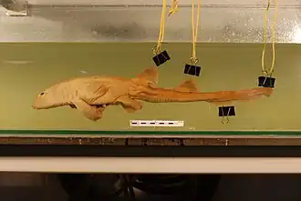 Indonesische bamboehaai