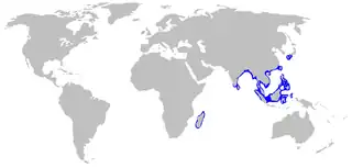 Witgestippelde bamboehaai