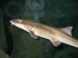 Geelbruine verpleegsterhaai