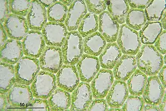 Laminacellen met chloroplasten en olielichaampjes