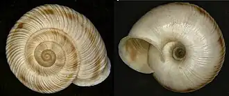 Chilostoma ziegleri