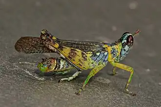 China mantispoides
