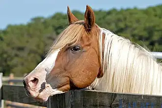 Chincoteague pony, hengst