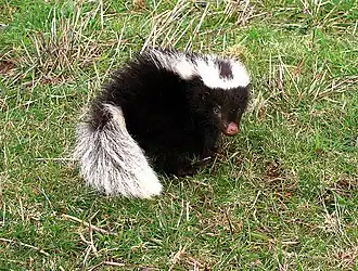 Chileense varkenssnuitskunk