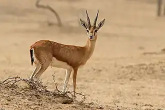 Indische gazelle